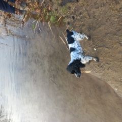 Подробнее об объявлении «Мариуполь Пропала собака» Фото: пропала собака Русский охотничий спаниель «Мариуполь Пропала собака» в г. Мариуполь