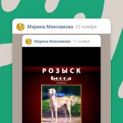 Подробнее об объявлении «Липецк Пропала собака верните за вознаграждение» Фото: пропала собака Салюки «Липецк Пропала собака верните за вознаграждение» в г. Липецк
