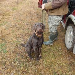 Подробнее об объявлении «Пропала собака кобель дратхар (темно-коричневый) Венев» Фото: пропала собака Дратхаар «Пропала собака кобель дратхар...» в г. Венев