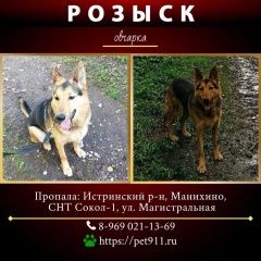 Подробнее об объявлении «Пропала собака овчарка. Истра» Фото: пропала собака Восточно-европейская овчарка «Пропала собака овчарка. Истра» в г. Истра
