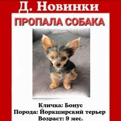 Подробнее об объявлении «Пропала собака кобель мини йоркширский терьер Истра» Фото: пропала собака Йоркширский терьер «Пропала собака кобель мини йоркширский терьер...» в г. Истра