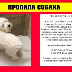 Подробнее об объявлении «Пропала собака белая собака Воронеж» Фото: пропала собака  «Пропала собака белая собака Воронеж» в г. Воронеж