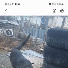 Картинка пропала собака В городе Находка (Приморский край) запропастилась сабачка. Находка (Приморский край)