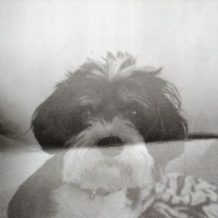 Подробнее об объявлении «Анапа Пропала собака кобель собака стриженная» Фото: пропала собака  «Анапа Пропала собака кобель собака стриженная» в г. Анапа