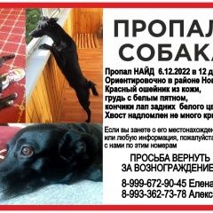 Подробнее об объявлении «Москва Пропала собака кобель» Фото: пропала собака  «Москва Пропала собака кобель» в г. Москва