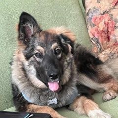 Подробнее об объявлении «Павловск (Ленинградская обл.) Пропала собака ищем собаку якки за вознаграждение» Фото: пропала собака Немецкая овчарка «Павловск (Ленинградская обл.) Пропала собака...» в г. Павловск (Ленинградская обл.)