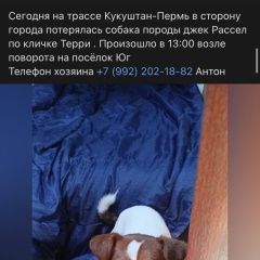 Подробнее об объявлении «Пермь Пропала собака» Фото: пропала собака Джек рассел терьер «Пермь Пропала собака» в г. Пермь