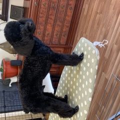 Подробнее об объявлении «Пропала собака кобель Ставрополь» Фото: пропала собака Пудель «Пропала собака кобель Ставрополь» в г. Ставрополь