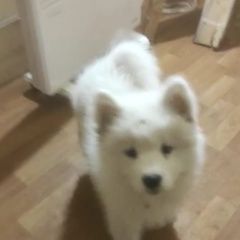 Подробнее об объявлении «Пропала собака Чехов» Фото: пропала собака Самоедская лайка «Пропала собака Чехов» в г. Чехов