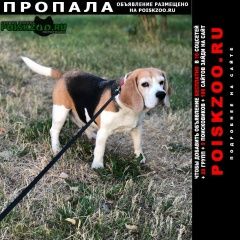 Подробнее об объявлении «Раменское Пропала собака повторно» Фото: пропала собака Бигль «Раменское Пропала собака повторно» в г. Раменское
