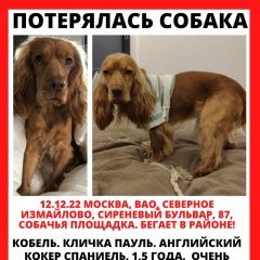 Подробнее об объявлении «Москва Пропала собака кобель рыжий английский кокер» Фото: пропала собака Английский кокер-спаниель «Москва Пропала собака кобель рыжий английский...» в г. Москва