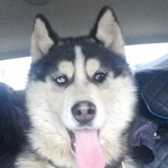 Подробнее об объявлении «Видное Пропала собака кобель» Фото: пропала собака Сибирская хаски «Видное Пропала собака кобель» в г. Видное