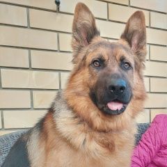 Подробнее об объявлении «Анапа Пропала собака кобель» Фото: пропала собака Немецкая овчарка «Анапа Пропала собака кобель» в г. Анапа