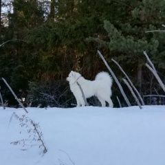 Подробнее об объявлении «Алабино Пропала собака луша самоед» Фото: пропала собака Самоедская лайка «Алабино Пропала собака луша самоед» в г. Алабино
