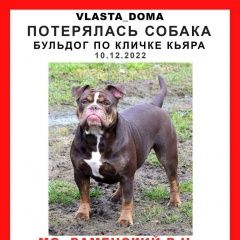 Подробнее об объявлении «Раменское Пропала собака» Фото: пропала собака Американский бульдог «Раменское Пропала собака» в г. Раменское