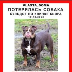 Подробнее об объявлении «Раменское Пропала собака» Фото: пропала собака  «Раменское Пропала собака» в г. Раменское