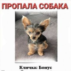Подробнее об объявлении «Пропала собака кобель йорк, мо новинки павлово-2 Истра» Фото: пропала собака Йоркширский терьер «Пропала собака кобель йорк, мо новинки...» в г. Истра