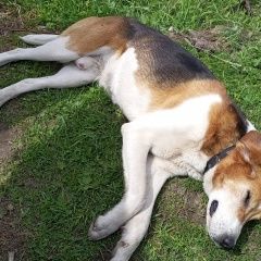 Подробнее об объявлении «Сосновское Пропала собака кобель гончая» Фото: пропала собака Гончая «Сосновское Пропала собака кобель гончая» в г. Сосновское