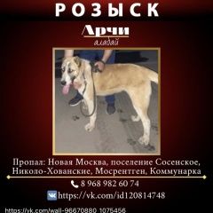 Подробнее об объявлении «Москва Пропала собака кобель» Фото: пропала собака  «Москва Пропала собака кобель» в г. Москва