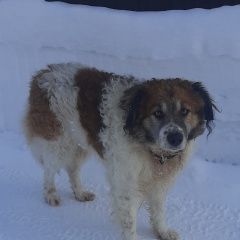 Подробнее об объявлении «Набережные Челны Пропала собака кобель» Фото: пропала собака  «Набережные Челны Пропала собака кобель» в г. Набережные Челны