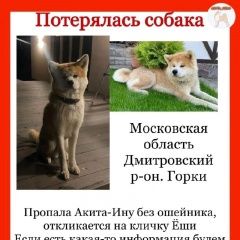 Картинка пропала собака В городе Дмитров запропастился кобелек. Дмитров