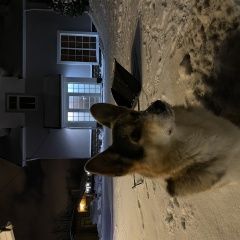 Подробнее об объявлении «Пропала собака кобель. корги триколор Петродворец» Фото: пропала собака Вельш корги «Пропала собака кобель. корги триколор Петродворец» в г. Петродворец