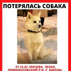 Подробнее об объявлении «Москва Пропала собака» Фото: пропала собака  «Москва Пропала собака» в г. Москва