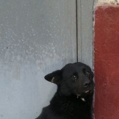 Картинка пропала собака В городе Нижний Новгород потеряна собаченка. Нижний Новгород