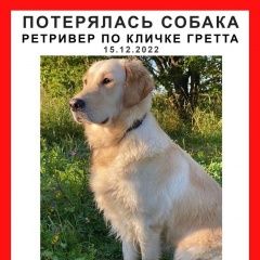 Подробнее об объявлении «Москва Пропала собака украдена» Фото: пропала собака Голден ретривер «Москва Пропала собака украдена» в г. Москва