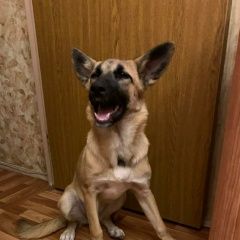 Подробнее об объявлении «Москва Пропала собака» Фото: пропала собака  «Москва Пропала собака» в г. Москва