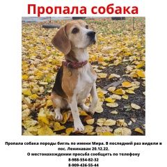 Подробнее об объявлении «Пропала собака бигль девочка Ростов-на-Дону» Фото: пропала собака  «Пропала собака бигль девочка Ростов-на-Дону» в г. Ростов-на-Дону