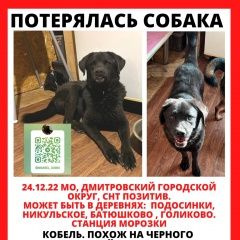 Картинка пропала собака В городе Деденево потерян песик. Деденево