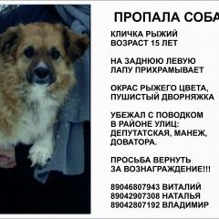 Подробнее об объявлении «Липецк Пропала собака кобель дворняга по кличке рыжий» Фото: пропала собака  «Липецк Пропала собака кобель дворняга по кличке...» в г. Липецк