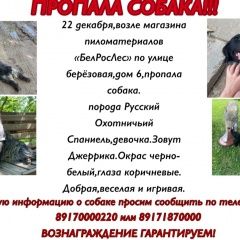 Подробнее об объявлении «Астрахань Пропала собака звонить по телефону на картинке» Фото: пропала собака Русский охотничий спаниель «Астрахань Пропала собака звонить по телефону на...» в г. Астрахань