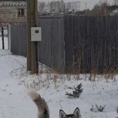 Подробнее об объявлении «Красноярск Пропала собака кобель хаски» Фото: пропала собака Сибирская хаски «Красноярск Пропала собака кобель хаски» в г. Красноярск