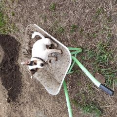 Подробнее об объявлении «Набережные Челны Пропала собака кобель» Фото: пропала собака Джек рассел терьер «Набережные Челны Пропала собака кобель» в г. Набережные Челны