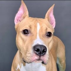 Подробнее об объявлении «Пропала собака пожалуйста помогите Ставрополь» Фото: пропала собака Американский стаффордширский терьер «Пропала собака пожалуйста помогите Ставрополь» в г. Ставрополь