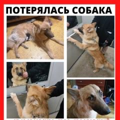 Подробнее об объявлении «Москва Пропала собака кобель помогите найти, пожалуйста» Фото: пропала собака  «Москва Пропала собака кобель помогите найти,...» в г. Москва