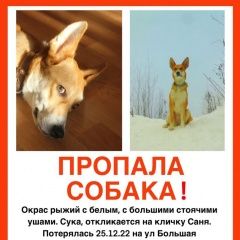 Подробнее об объявлении «Москва Пропала собака, рыжая, мцк лихоборы» Фото: пропала собака  «Москва Пропала собака, рыжая, мцк лихоборы» в г. Москва