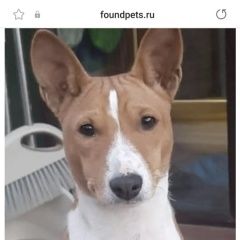 Картинка пропала собака В городе Загорянский потерян собакен. Загорянский