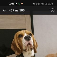 Подробнее об объявлении «Пермь Пропала собака кобель» Фото: пропала собака Бигль «Пермь Пропала собака кобель» в г. Пермь