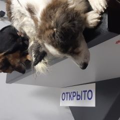 Картинка пропала собака В городе Екатеринбург запропастился пёс. Екатеринбург