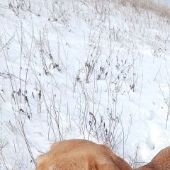 Подробнее об объявлении «Липецк Пропала собака русская гончая» Фото: пропала собака Гончая «Липецк Пропала собака русская гончая» в г. Липецк