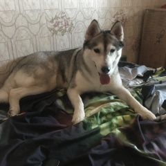Подробнее об объявлении «Казань Пропала собака» Фото: пропала собака Сибирская хаски «Казань Пропала собака» в г. Казань