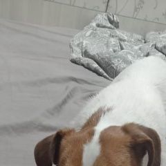 Подробнее об объявлении «Омск Пропала собака» Фото: пропала собака Джек рассел терьер «Омск Пропала собака» в г. Омск