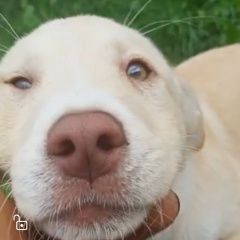 Подробнее об объявлении «Пропала собака кобель Новокубанск» Фото: пропала собака  «Пропала собака кобель Новокубанск» в г. Новокубанск