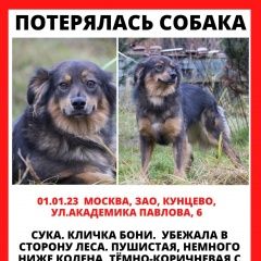 Подробнее об объявлении «Москва Пропала собака» Фото: пропала собака  «Москва Пропала собака» в г. Москва
