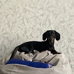 Подробнее об объявлении «Пропала собака кобель вознаграждение Южно-Сахалинск» Фото: пропала собака Такса «Пропала собака кобель вознаграждение...» в г. Южно-Сахалинск