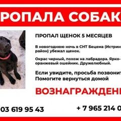 Подробнее об объявлении «Пропала собака кобель снт бецема, истринский район Истра» Фото: пропала собака Лабрадор ретривер «Пропала собака кобель снт бецема, истринский...» в г. Истра