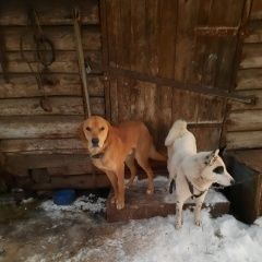 Подробнее об объявлении «Нурлат Пропала собака кобель и две собаки» Фото: пропала собака  «Нурлат Пропала собака кобель и две собаки» в г. Нурлат